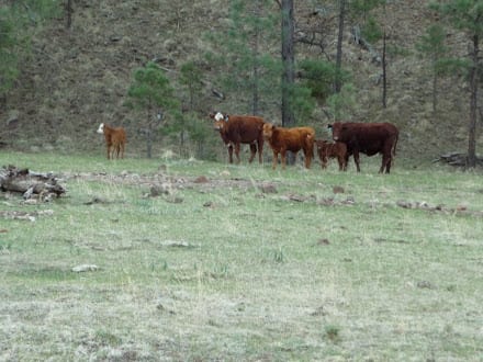 Water Source Tainted Cows