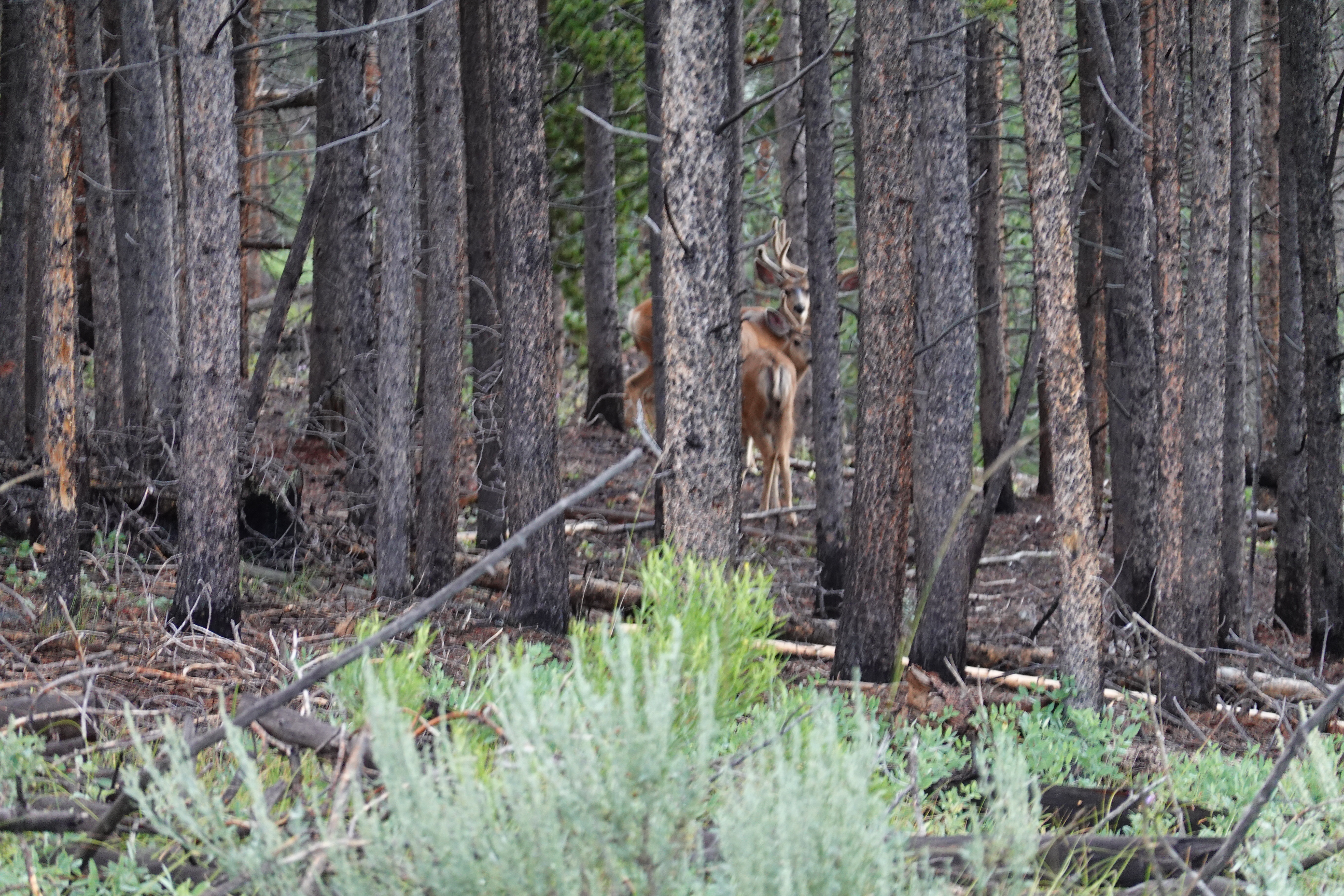 Colorado Trail - Mule Deer