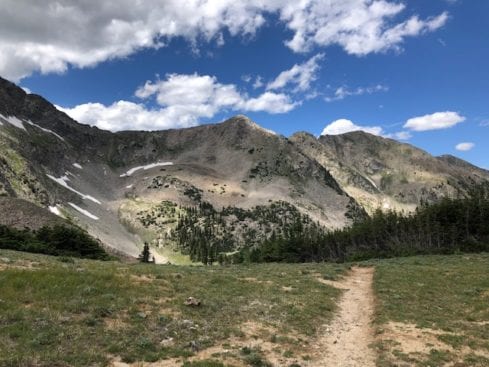 Wildflowers in Rockies