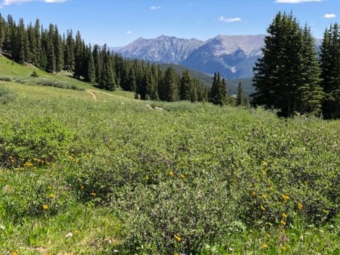 Meadow before Searle Pass