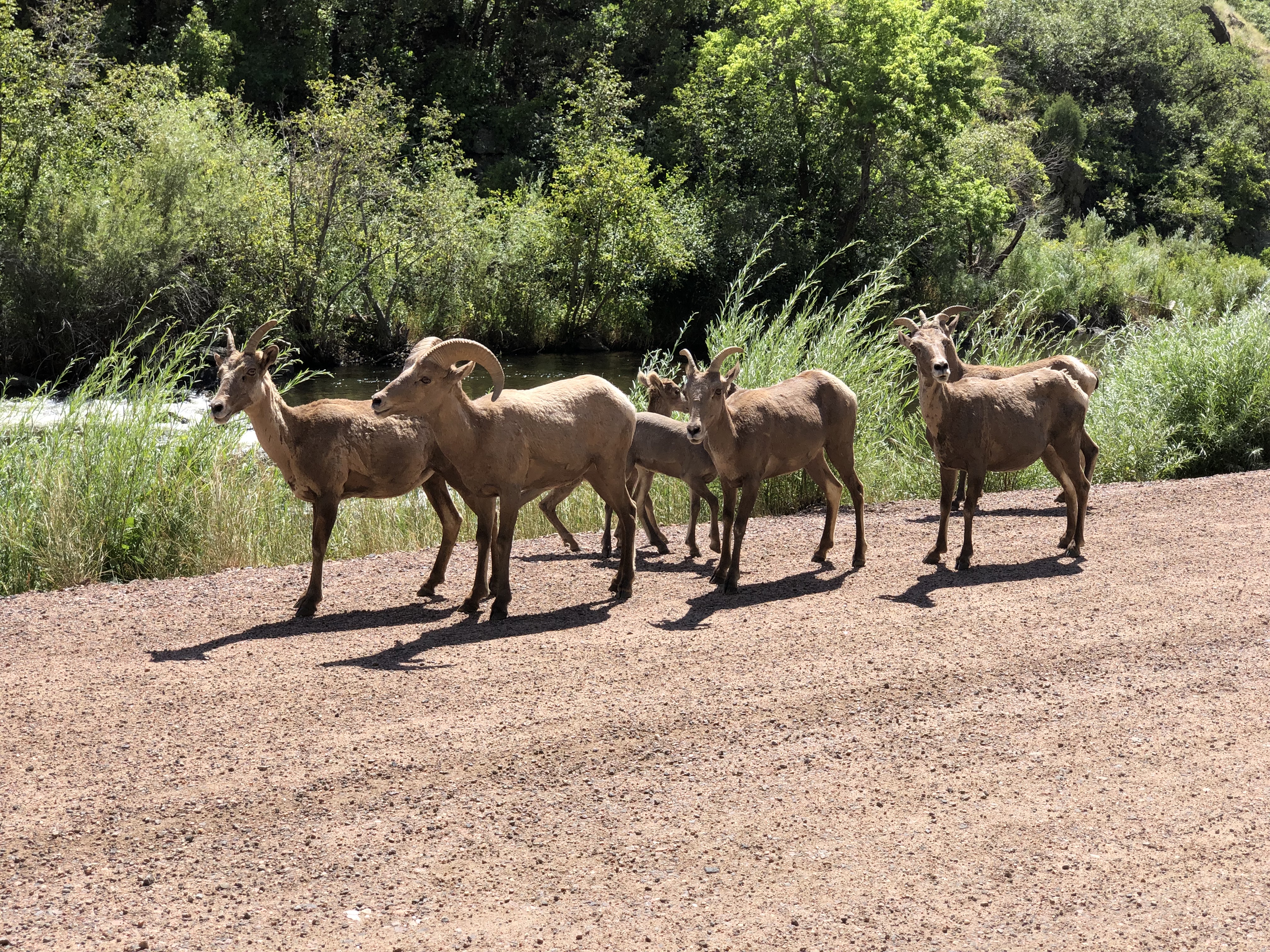 Mountain Sheep watching Jordan on the road.