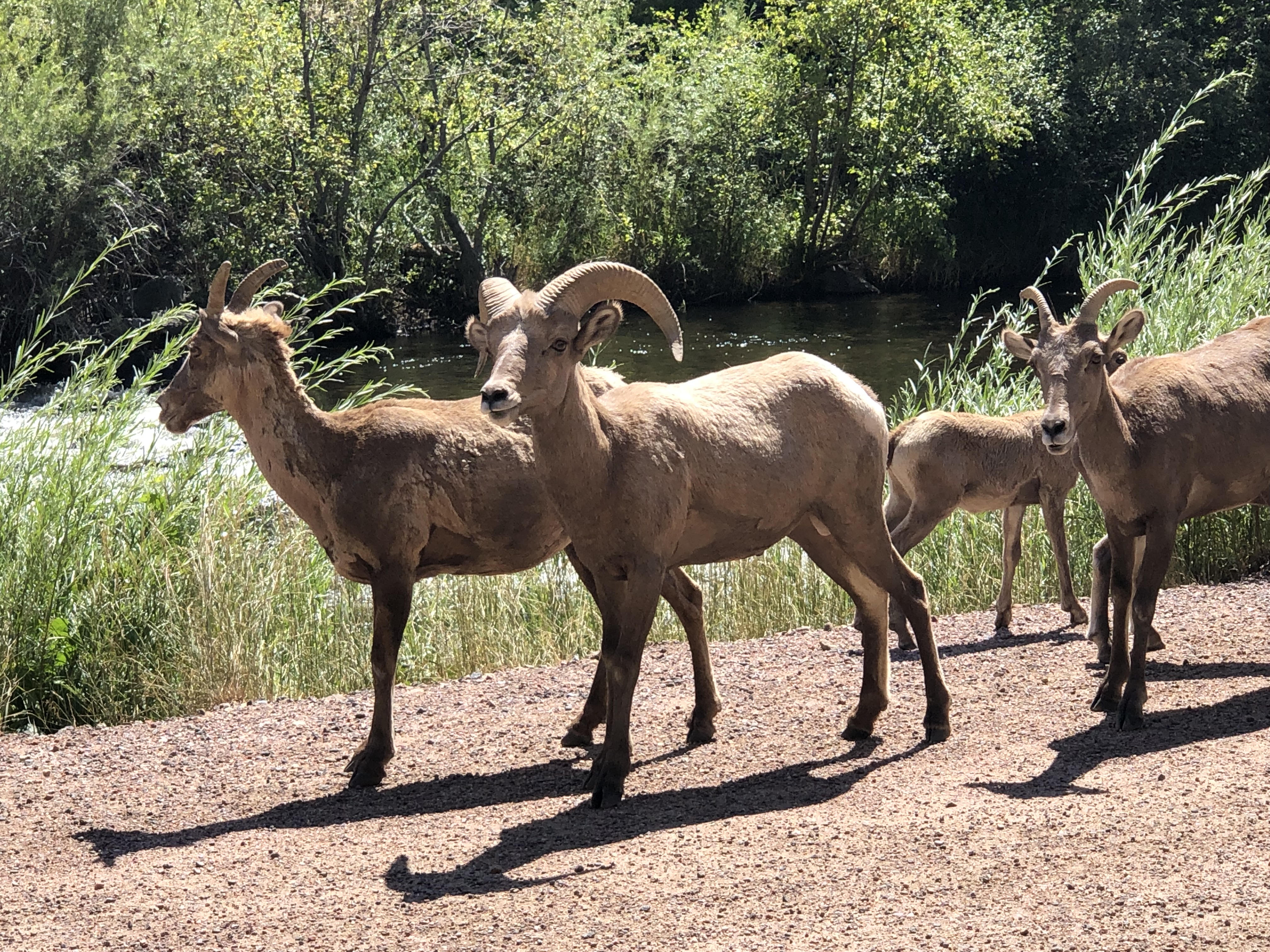 Mountain sheep on the Colorado Trail.