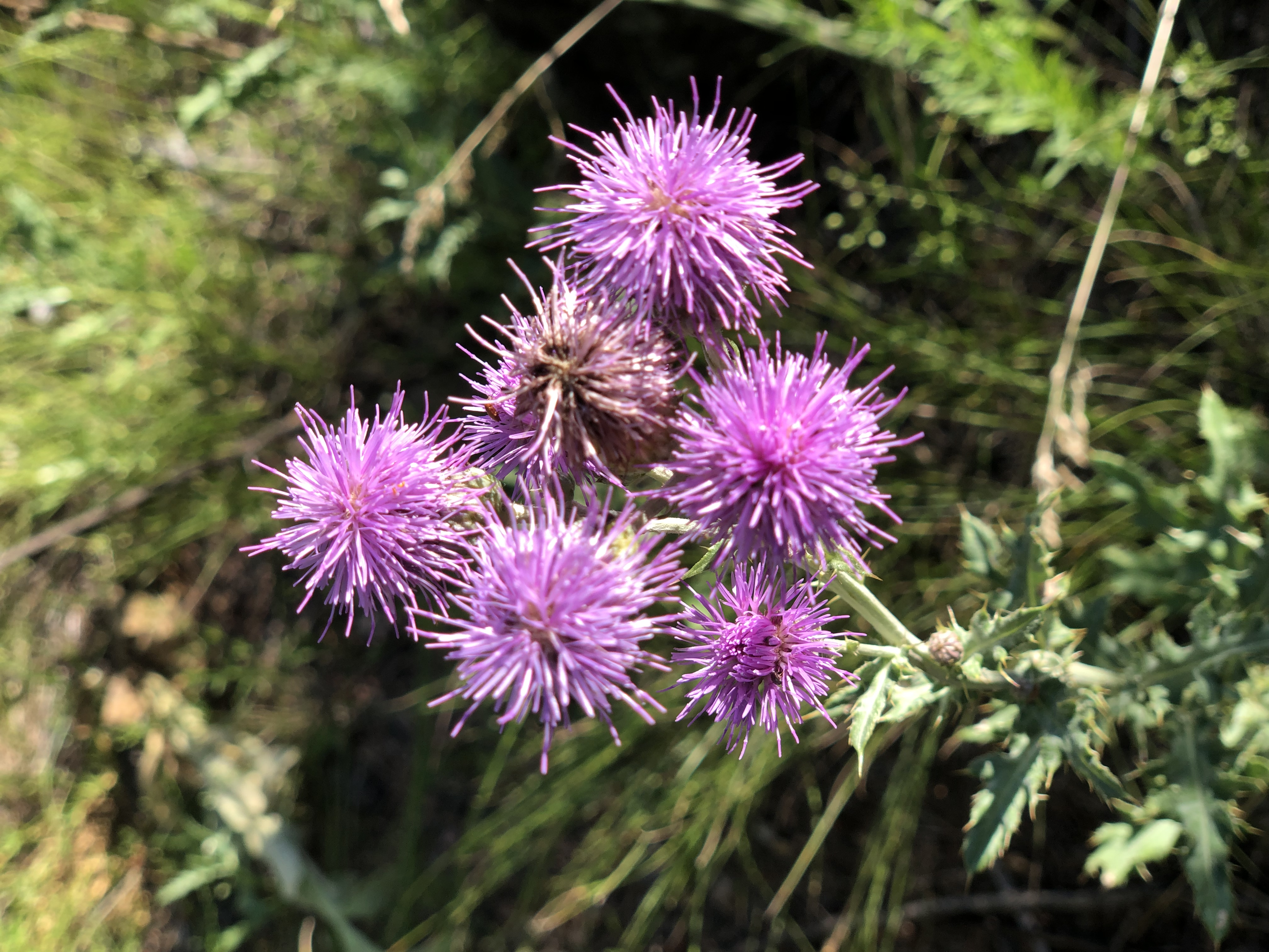 Mountain Thistle flowers