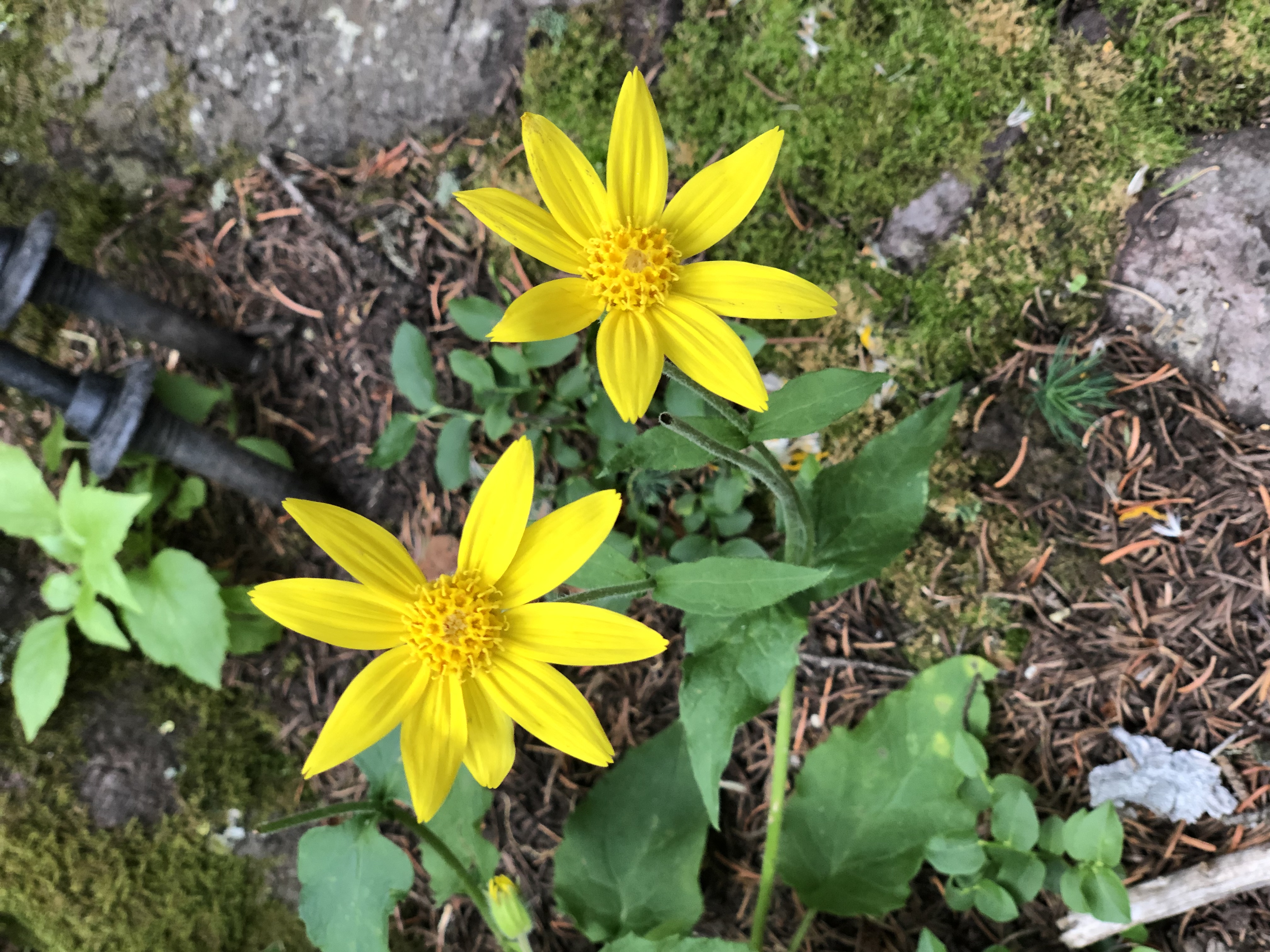 Mountain Daffodils