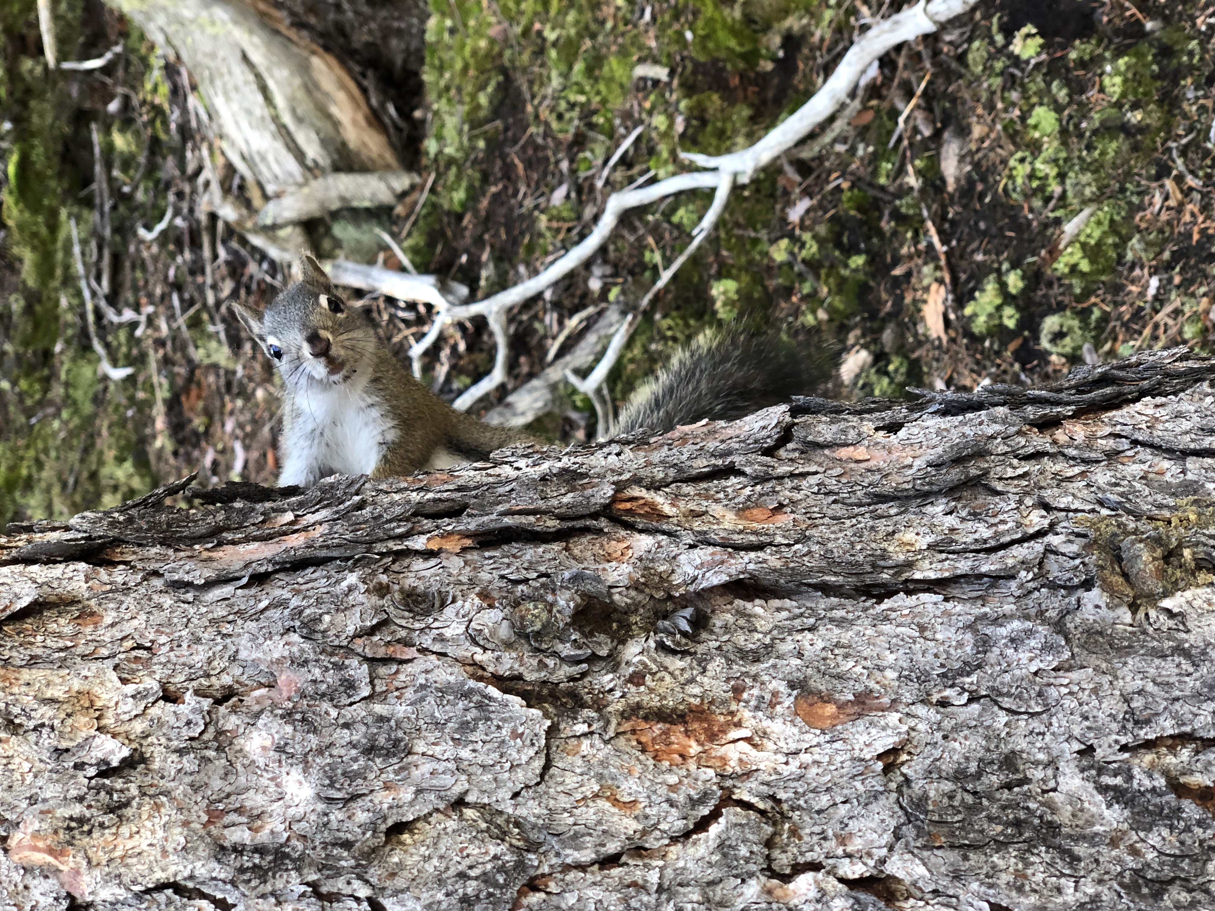 Aggressive grey squirrel