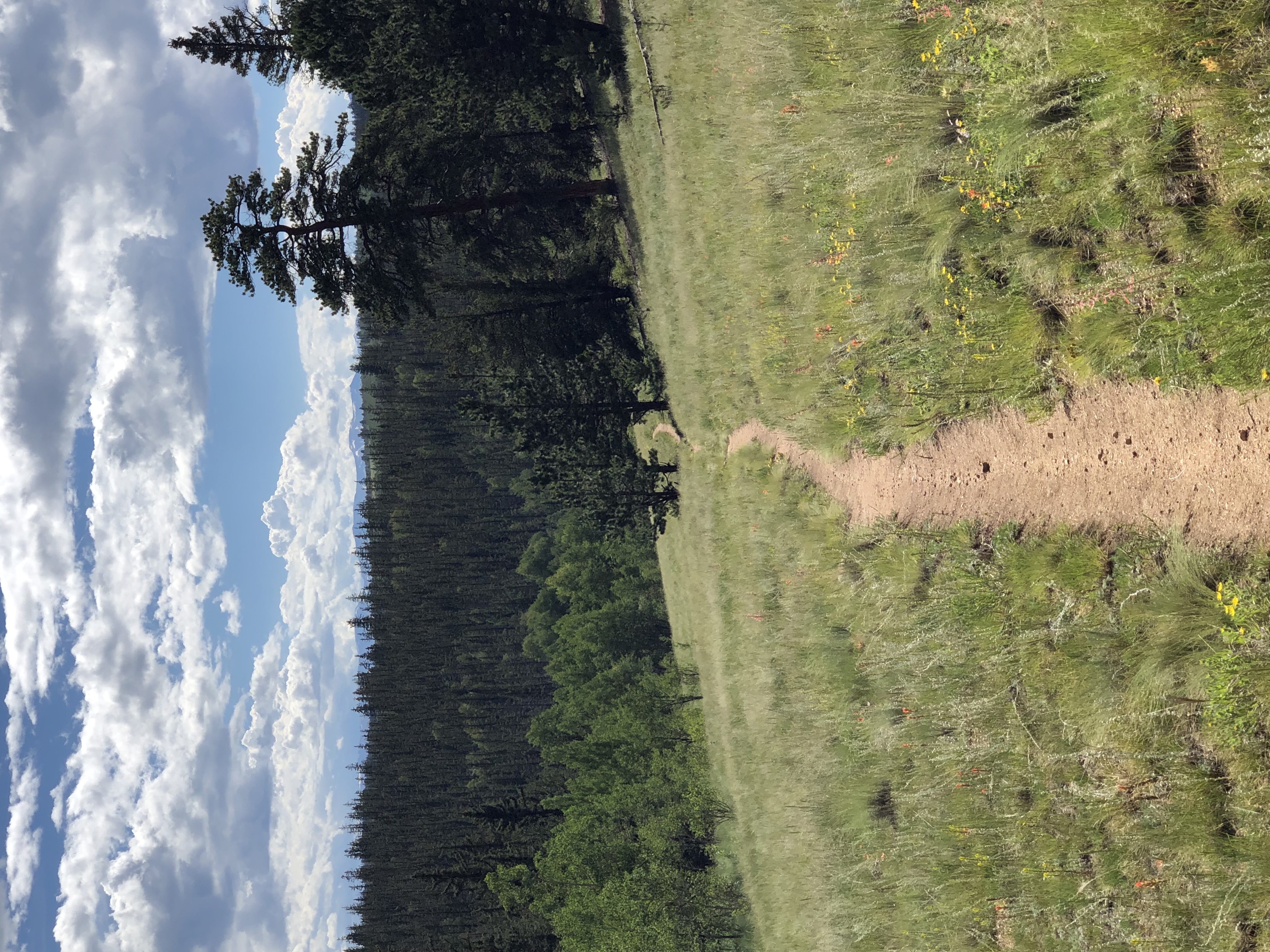 Trail leading down into forest