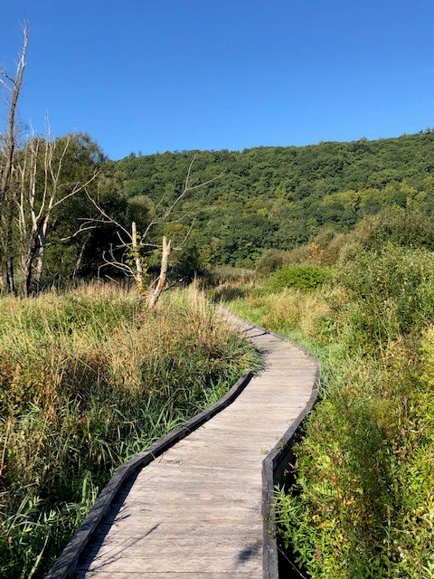 Marsh Boardwalk Near Pawling, NY