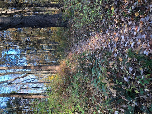 Appalachian Trail Fall Hike