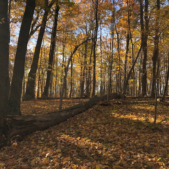 Connecticut Section Fall Hike