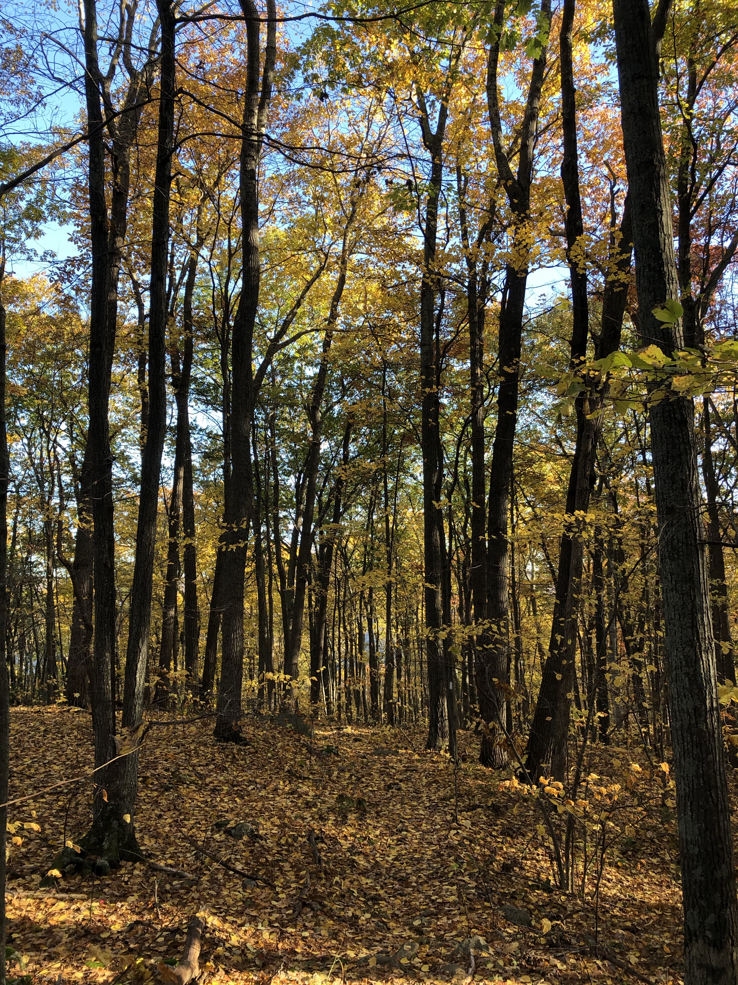 Fall hiking on the Appalachian Trail