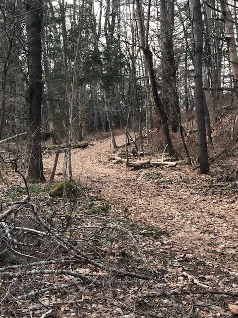 Forest Road at Trailhead