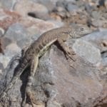 NM Lizard