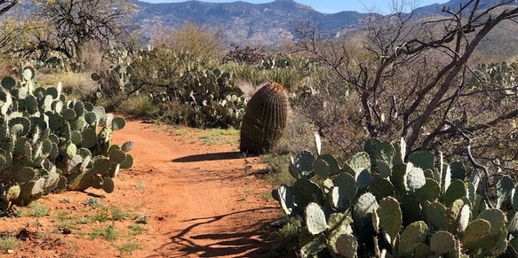 AZT Desert Garden