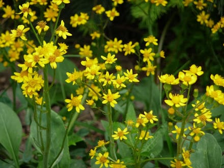 banded-peak-valley-flowers