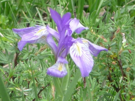 more-banded-peak-flowers