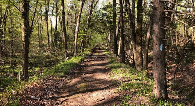 mattabaset-forest-road-section-one