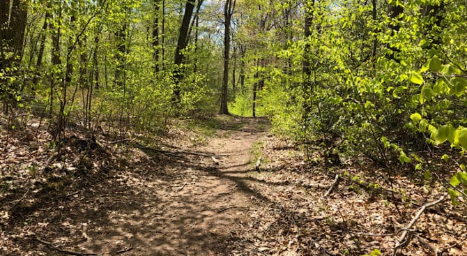 nice broad trail on the mattabesett NET