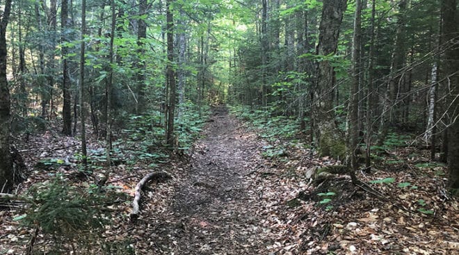 Carrigain Notch Trail