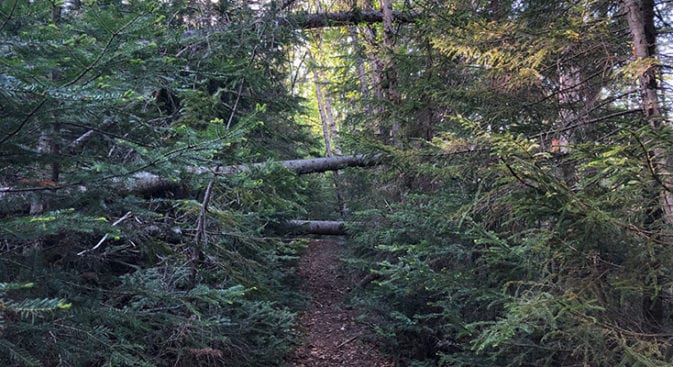 desolation loop cedar brook blow downs