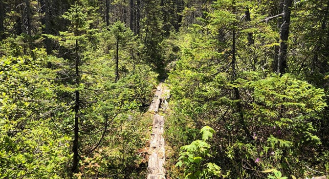 Mud Bog on Shoal Pond Trail on the Desolation Loop