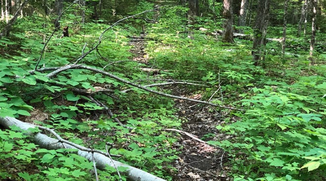 thoreau falls trail blow downs