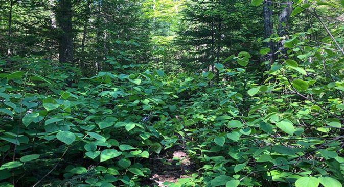 Brush trail on Hancock Notch Trail