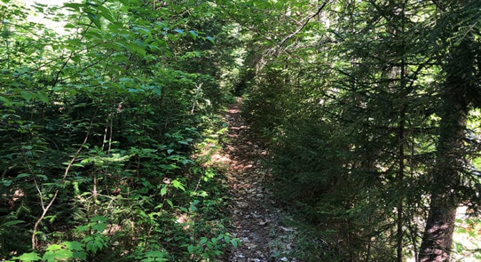 Sawyer River Trail near start