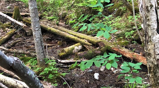 Old bridges on Thoreau Falls Trail