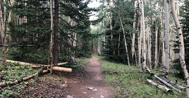 Hiking through Colorado Aspens