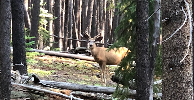 Deer following average hiker on the trail