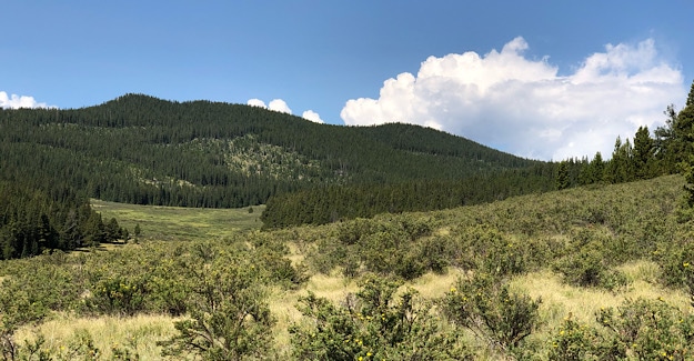 High meadows on the Colorado Trail