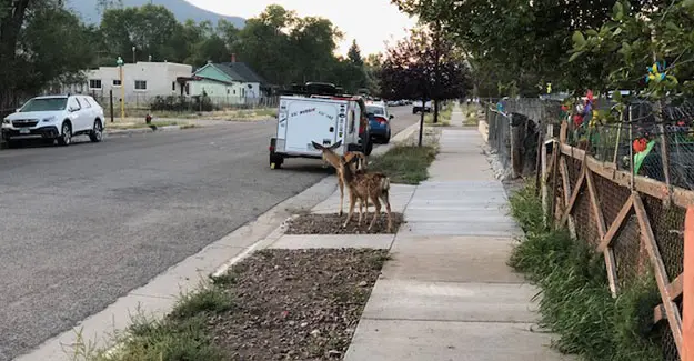 Deer in Salida on the Colorado Trail