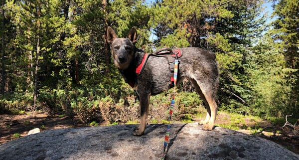 Feature Shy Dog on the trail