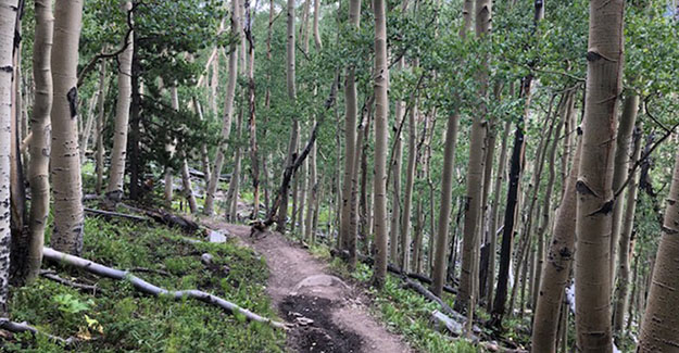 Average Hiker in Aspen Grove Near Cottonwood Pass