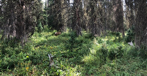 Deer Along the Colorado Trail