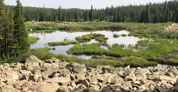 Marshy Area in Holy Cross Wilderness