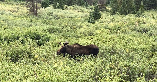 Moose seen by Average Hiker at Hancock Lakes Trailhead