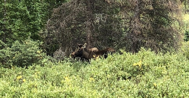 More Moose Pictures at Hancock Trailhead while backpacking