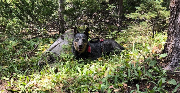 Shy Dog on Break near Indian Creek Trailhead