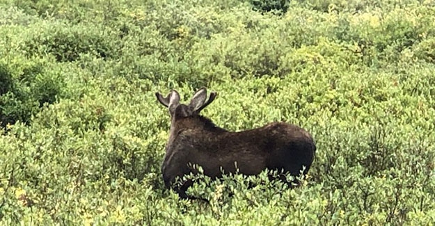 Ninja Moose is Shy at Hancock Trailhead