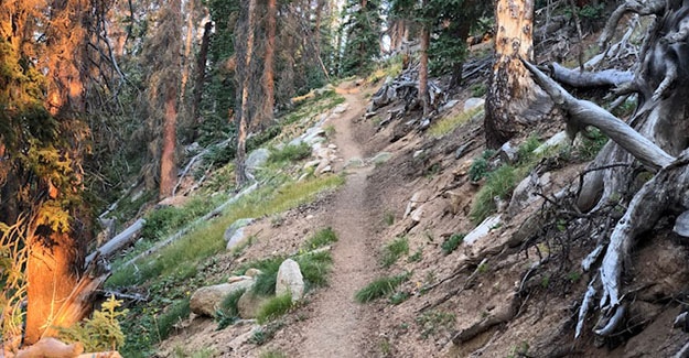 Switchbacks Up from Chalk Creek Backpacking on the Colorado Trail