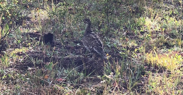 Trail Chicken along the Colorado Trail