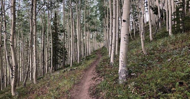 Beautiful Alpine Grove on the Colorado Trail Backpacking