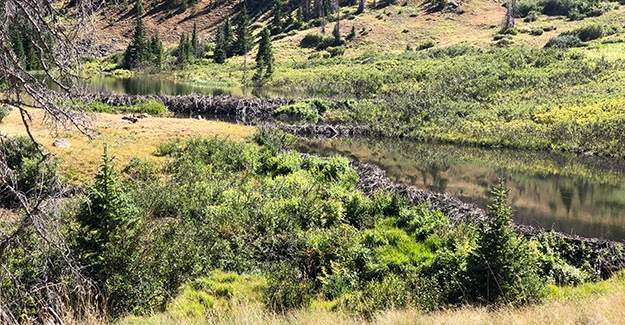 beaver dam near middle creek