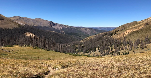 beetle kill in colorado