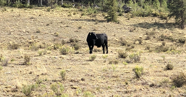 Cow on Colorado Trail Backpacking