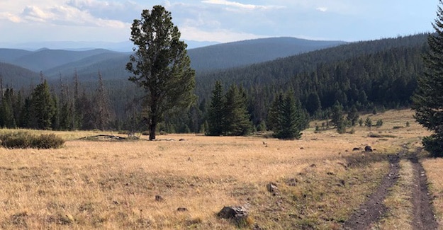 Hiking Down Towards Baldy Lake