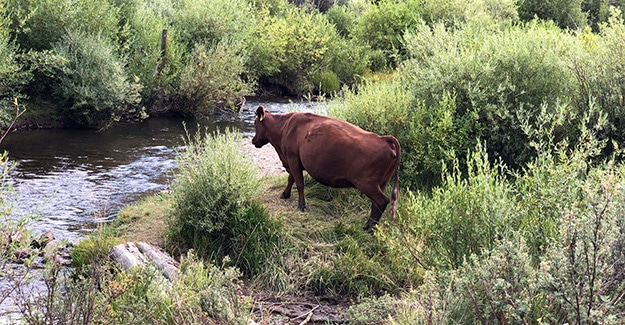 Cow Near Cochetopa Creek