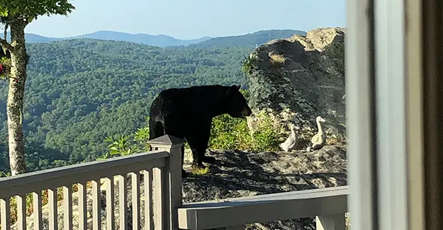 black bear encounter in north carolina