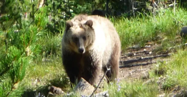 Grizzly Bear Facing Me